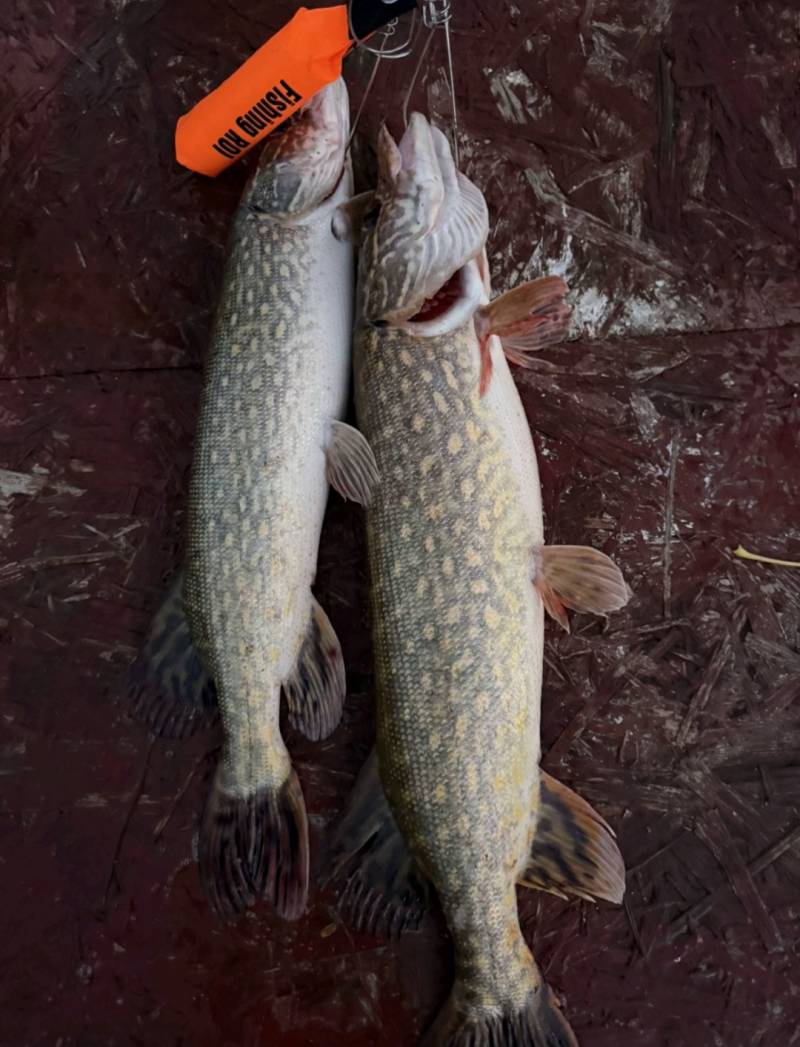 Риболовний звіт по рибі: Щука