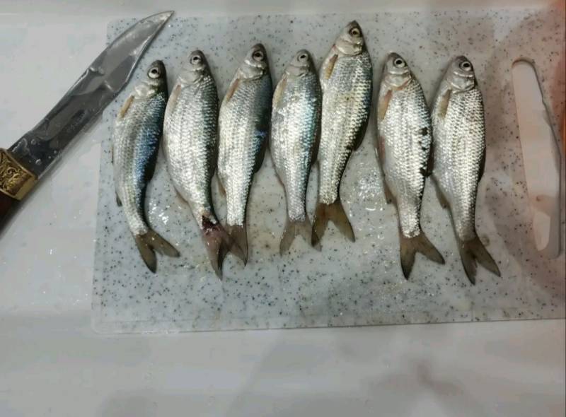 Риболовний звіт по рибі: Тараня, Плотва