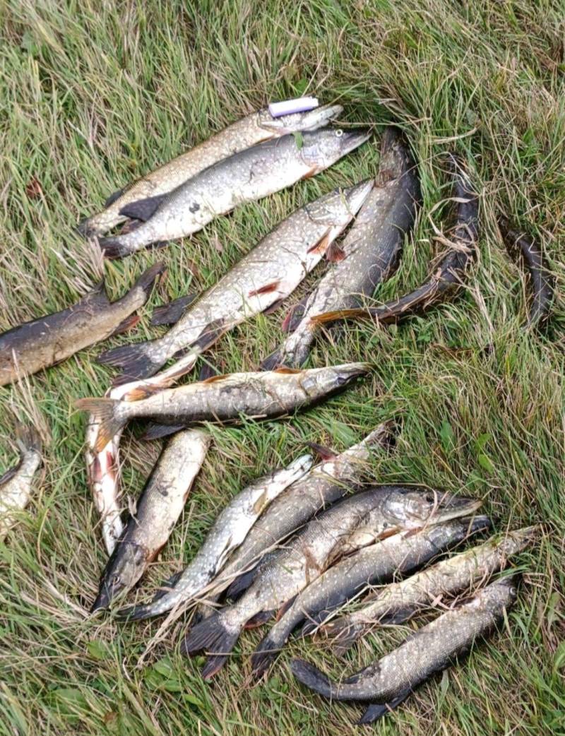 Риболовний звіт по рибі: Щука