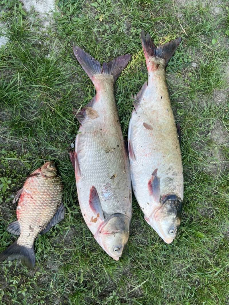 Риболовний звіт по рибі: Товстолобик, Карась