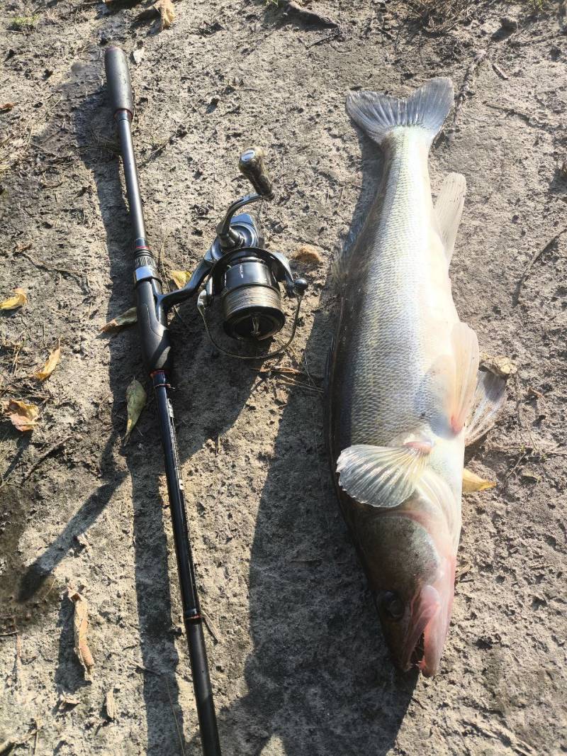 Риболовний звіт по рибі: Судак