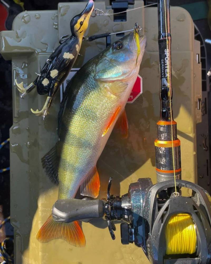 Риболовний звіт по рибі: Окунь