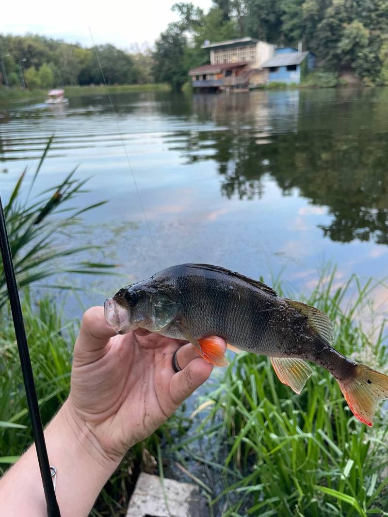 Риболовний звіт по рибі: Окунь