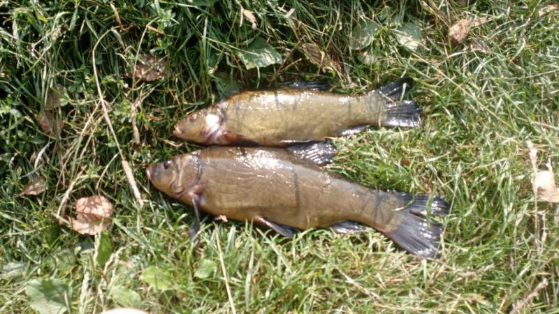Риболовний звіт по рибі: Лин