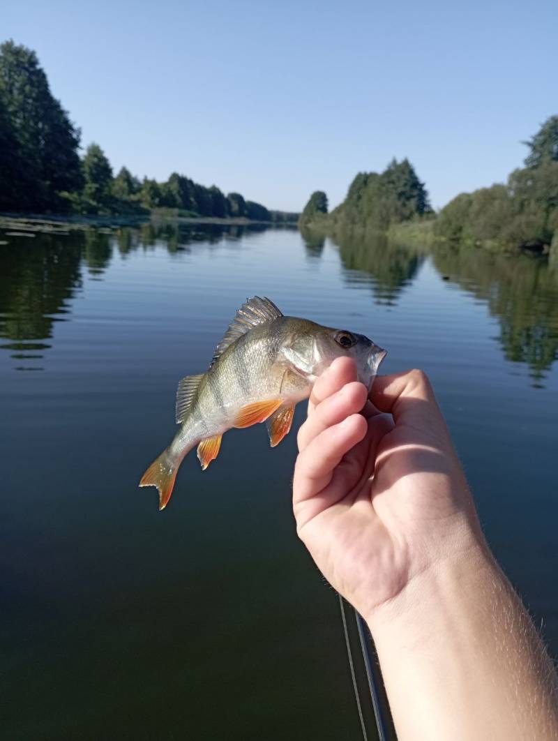 Риболовний звіт по рибі: Окунь
