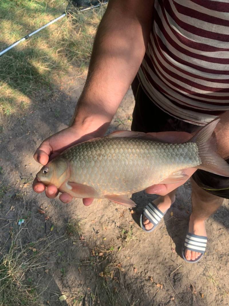 Риболовний звіт по рибі: Карась