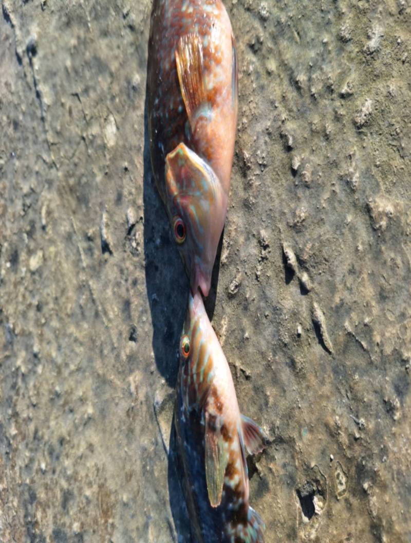 Риболовний звіт по рибі: Зеленяк