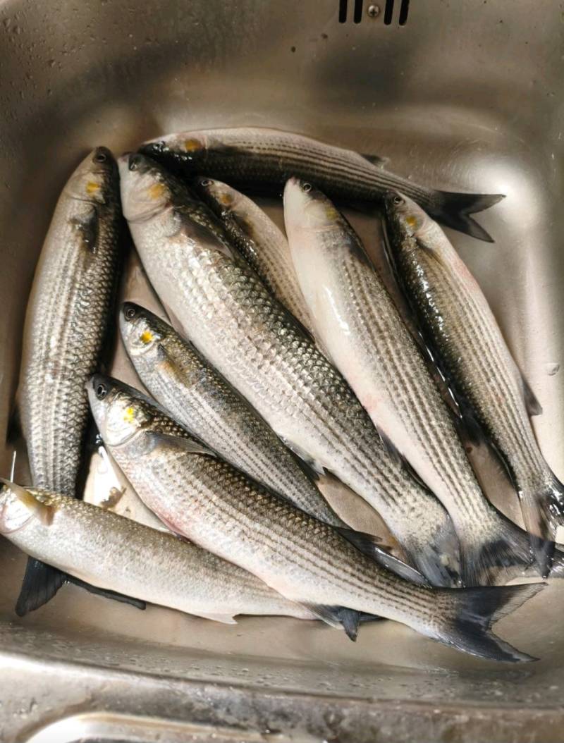 Риболовний звіт по рибі: Кефаль