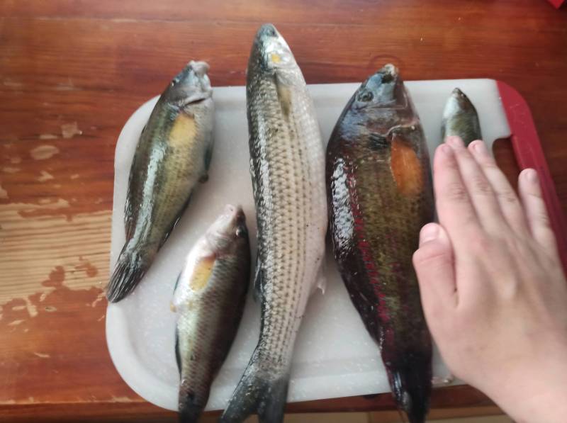 Риболовний звіт по рибі: Рулена (Зеленуха), Піленгас