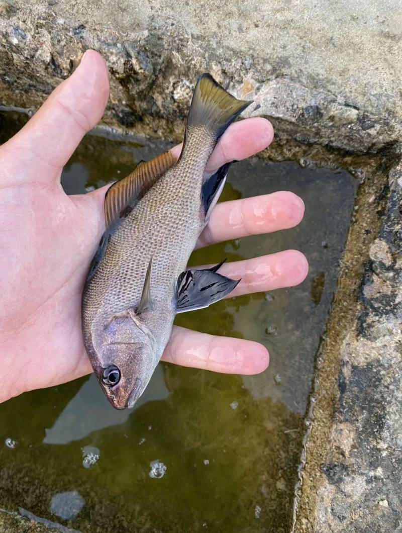 Риболовний звіт по рибі: Горбиль Сріблястий