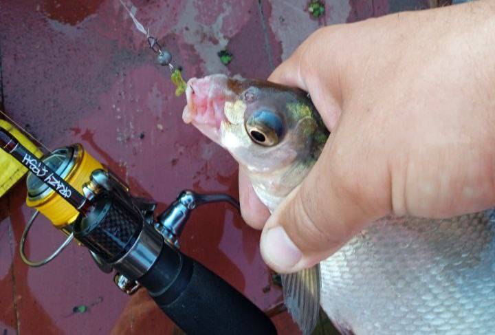 Фотозвіт риболовлі - Долинська