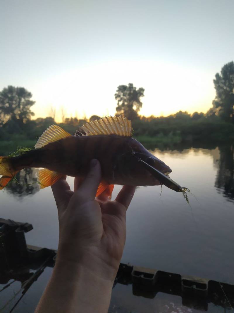 Фотозвіт риболовлі - Васильків
