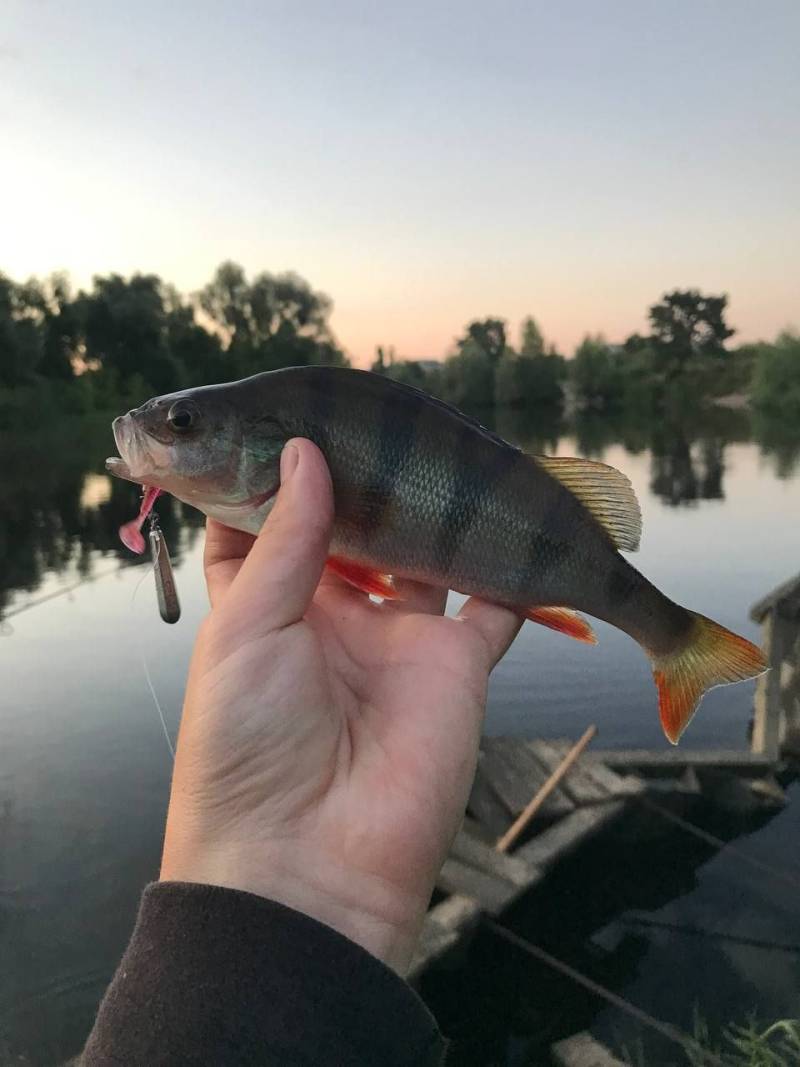 Фотозвіт риболовлі - Васильків