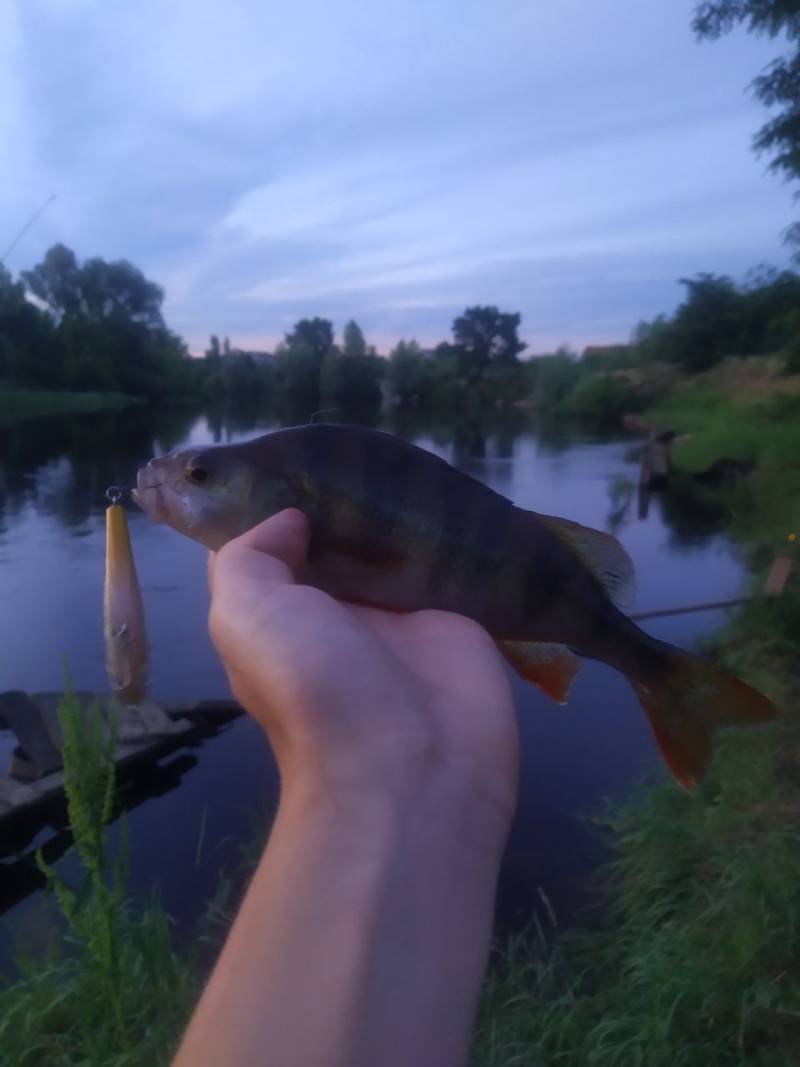Фотозвіт риболовлі - Васильків