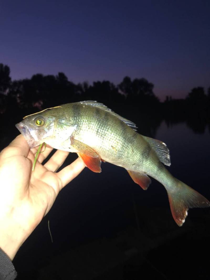 Фотозвіт риболовлі - Васильків
