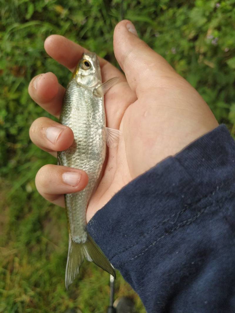Фотозвіт риболовлі - Здолбунів