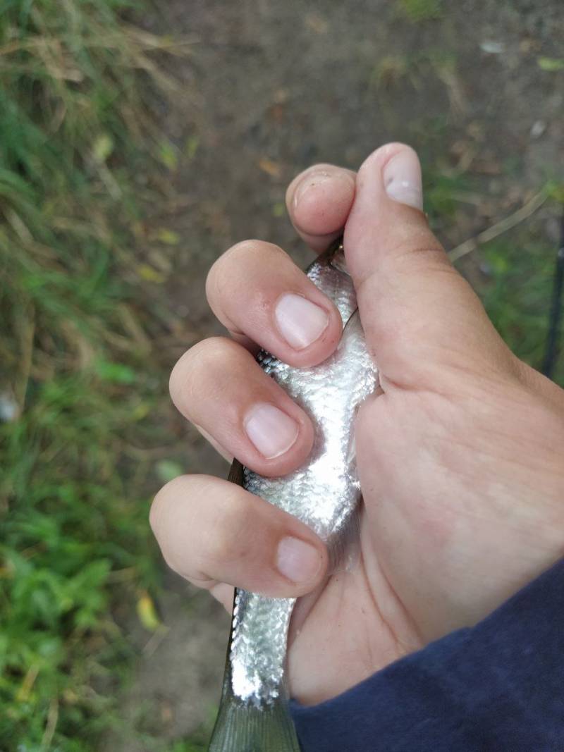 Фотозвіт риболовлі - Здолбунів