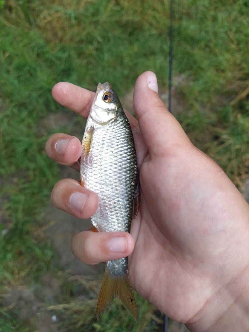 Фотозвіт риболовлі - Здолбунів