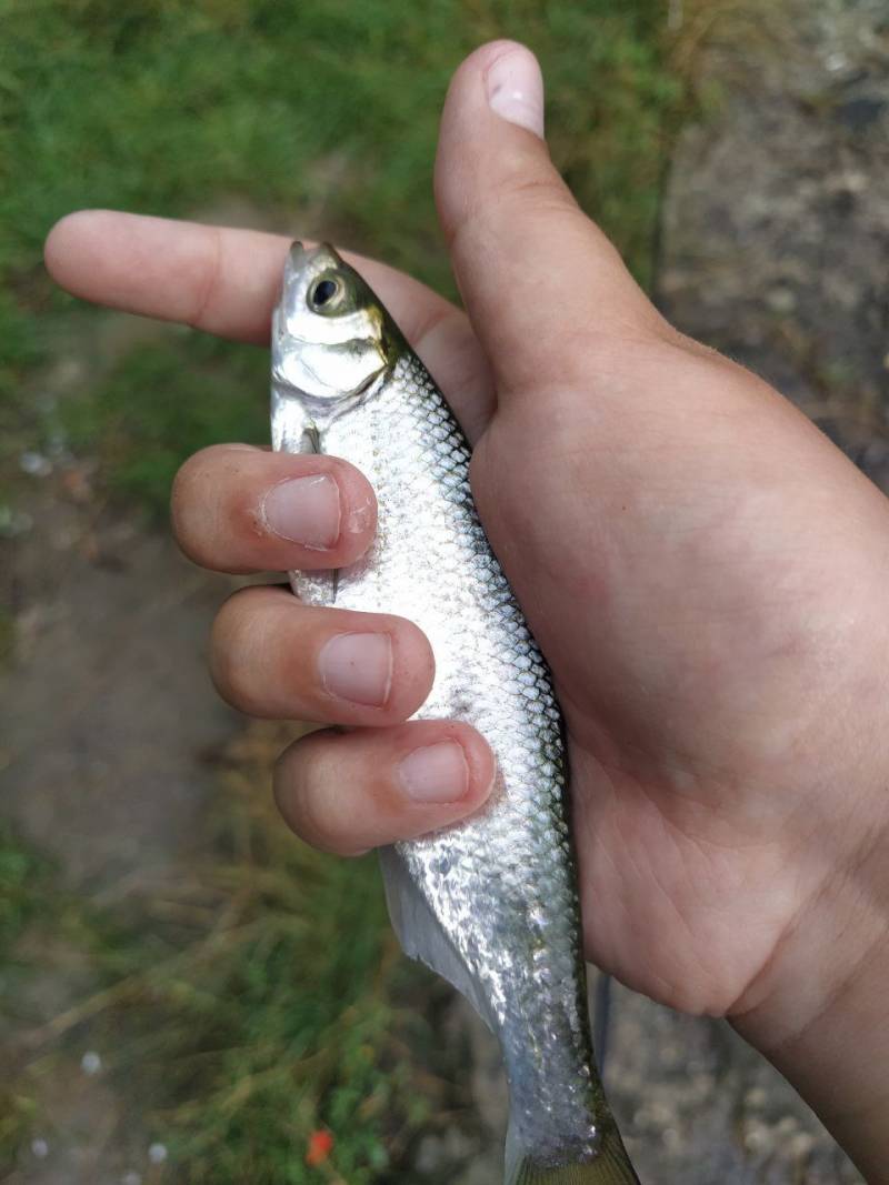 Фотозвіт риболовлі - Здолбунів