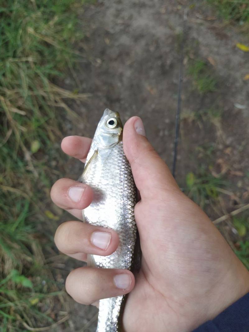 Фотозвіт риболовлі - Здолбунів