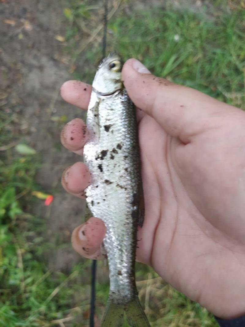 Фотозвіт риболовлі - Здолбунів