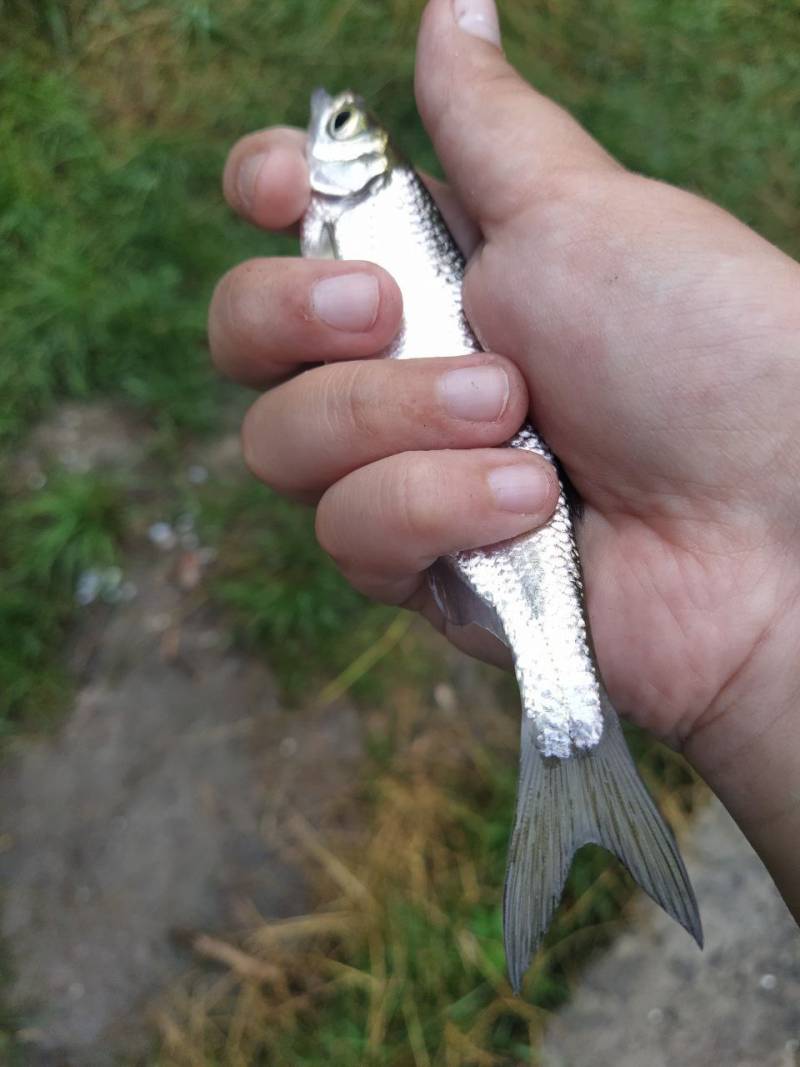 Фотозвіт риболовлі - Здолбунів