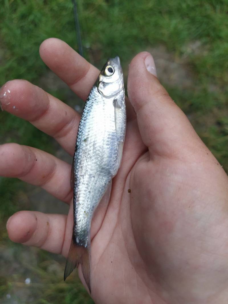Фотозвіт риболовлі - Здолбунів