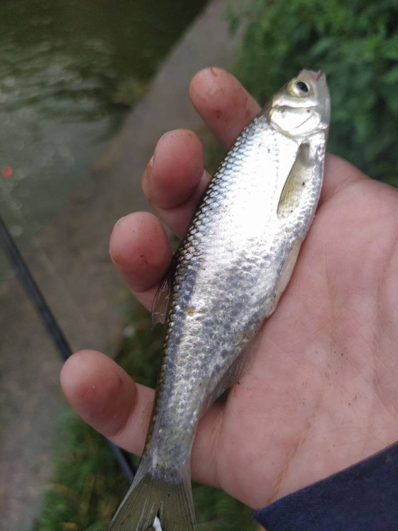 Фотозвіт риболовлі - Здолбунів