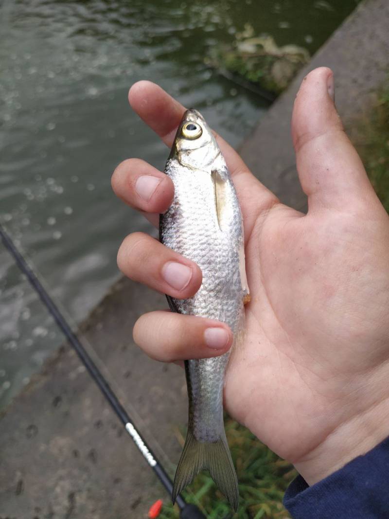 Фотозвіт риболовлі - Здолбунів