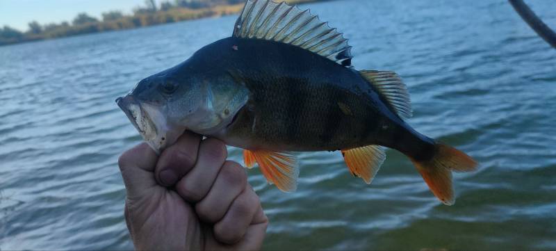 Фотозвіт риболовлі - Торецьк