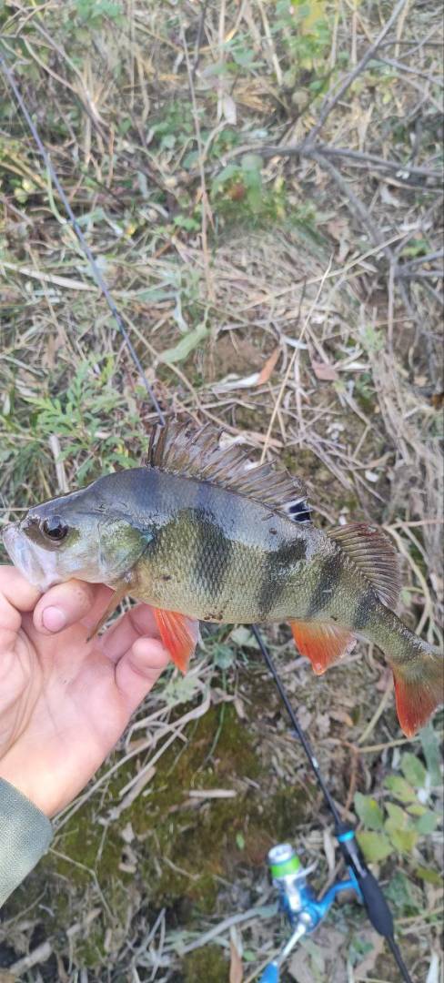 Фотозвіт риболовлі - Торецьк