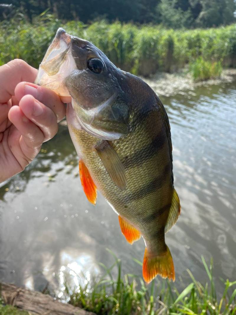 Фотозвіт риболовлі - Львівська область