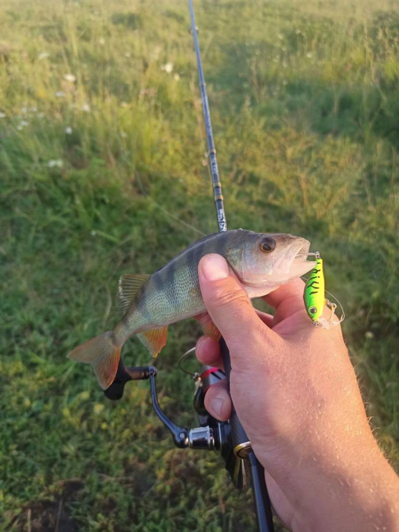 Риболовний звіт по рибі: Окунь