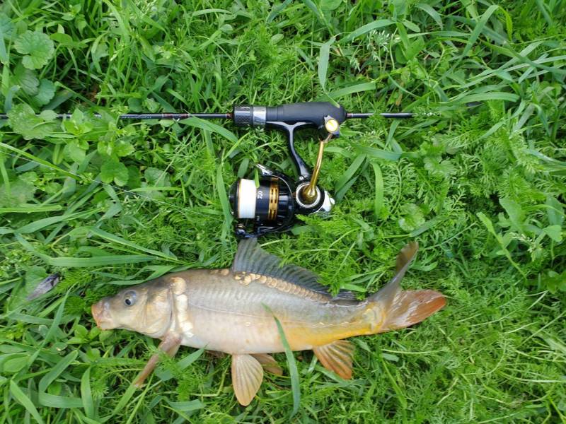 Риболовний звіт по рибі: Короп