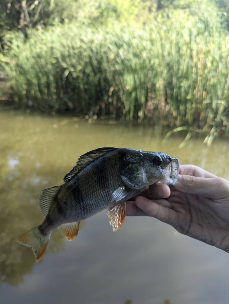 Фотозвіт риболовлі - Балаклія