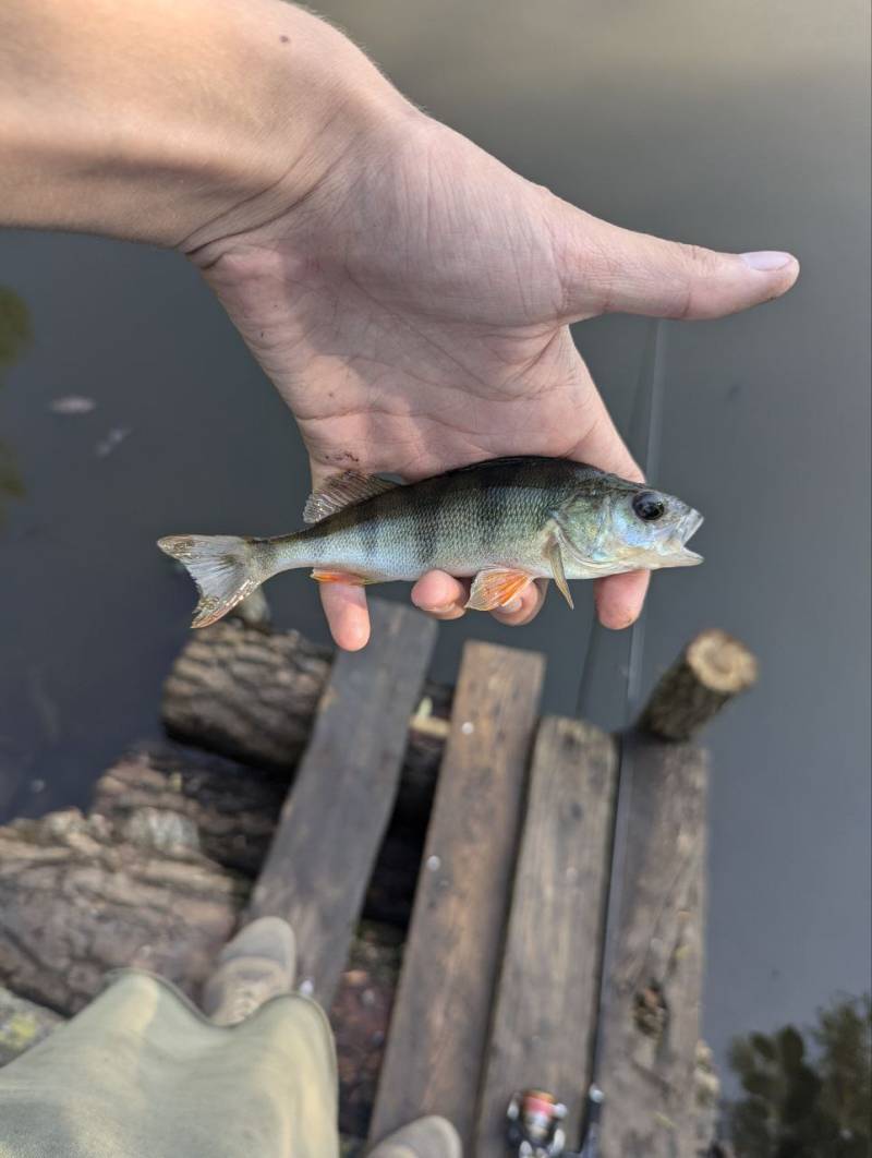 Фотозвіт риболовлі - Балаклія