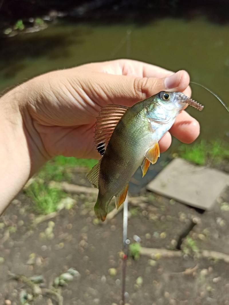 Фотозвіт риболовлі - Васильків