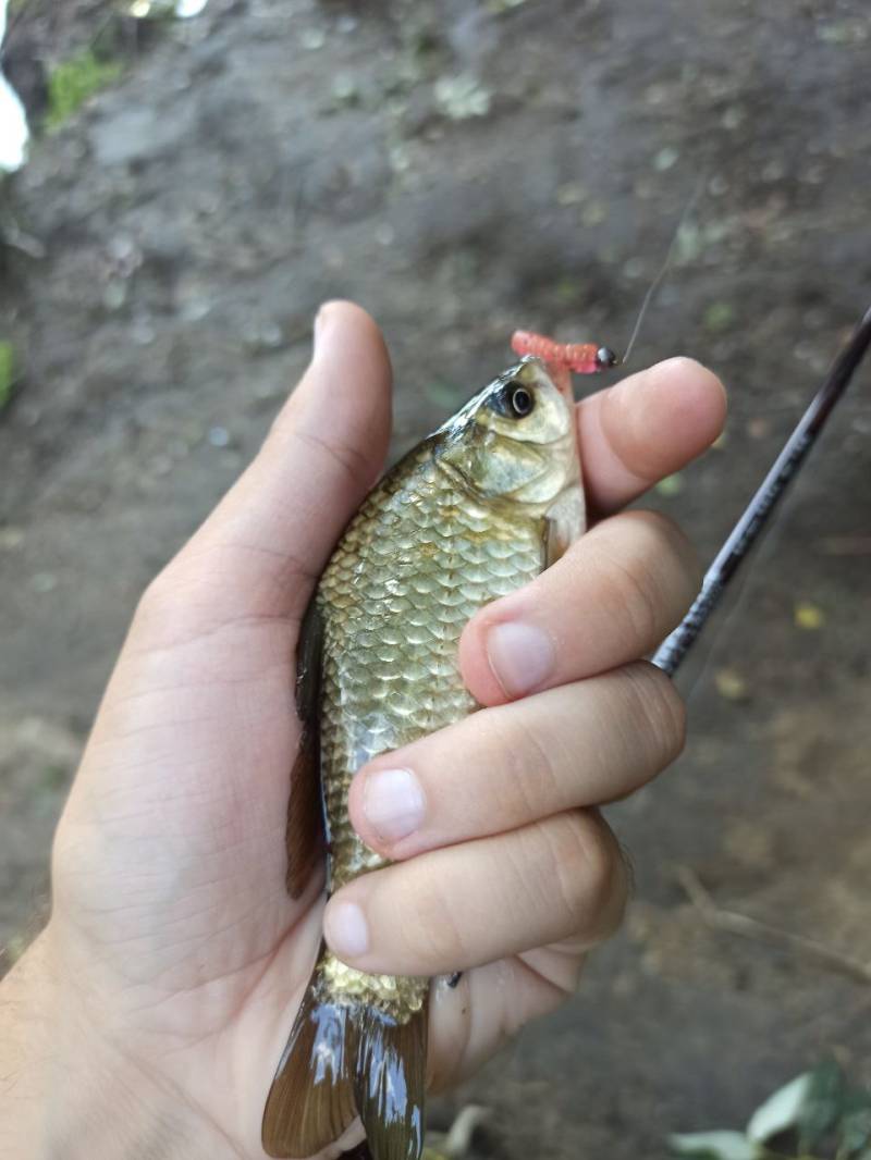 Фотозвіт риболовлі - Васильків