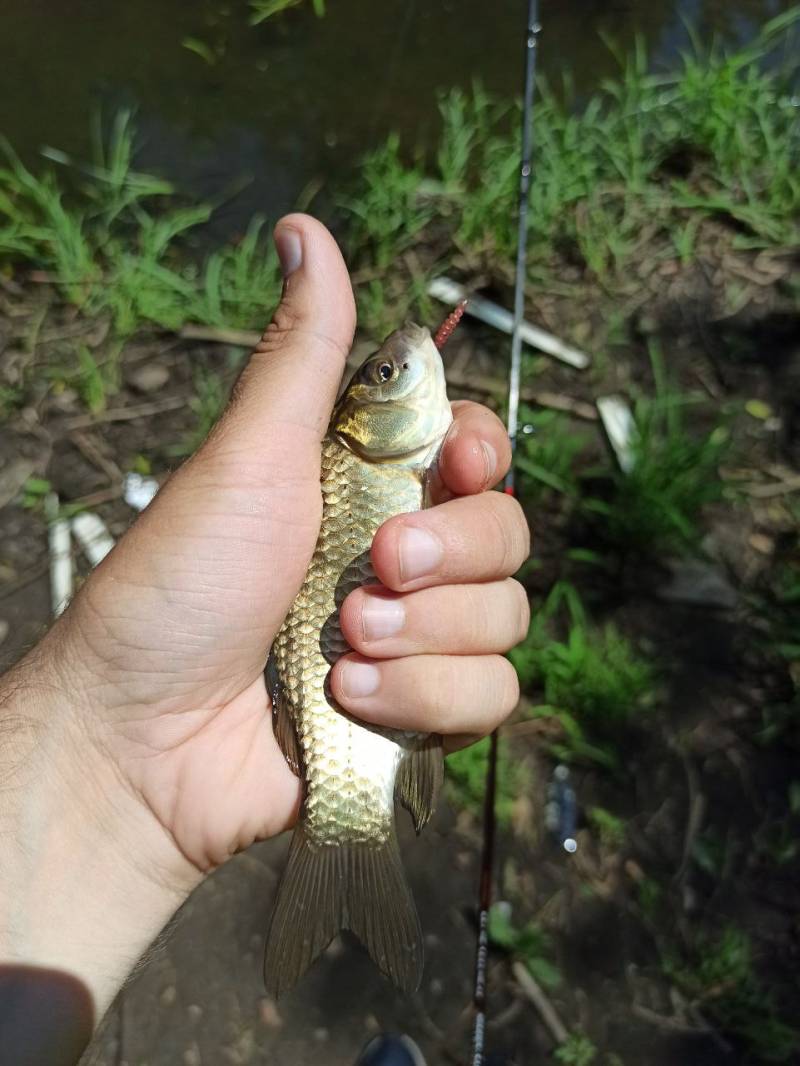Фотозвіт риболовлі - Васильків