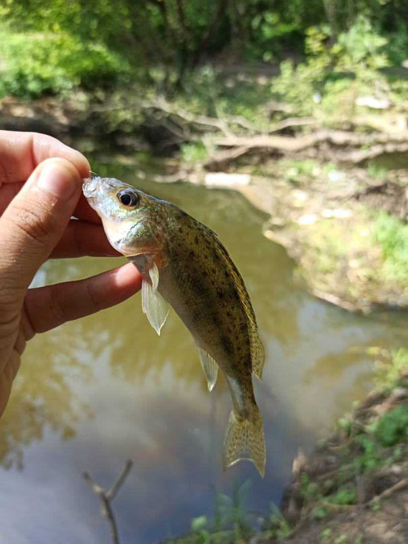Фотозвіт риболовлі - Васильків