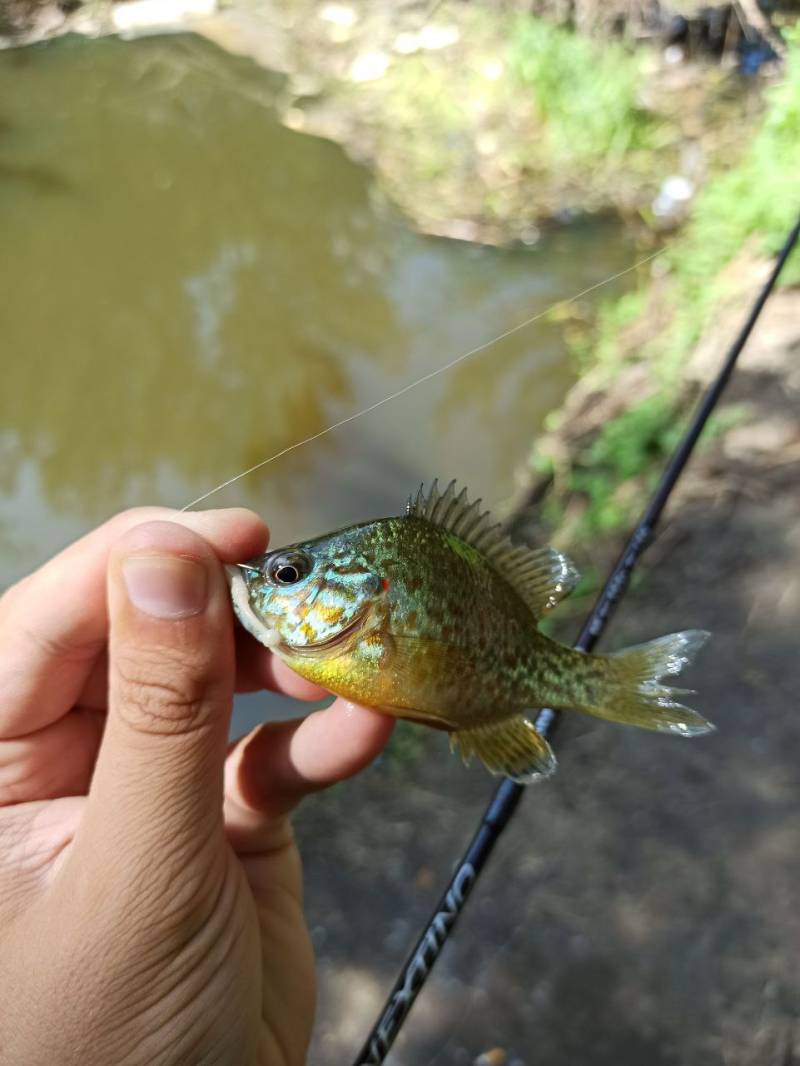 Фотозвіт риболовлі - Васильків