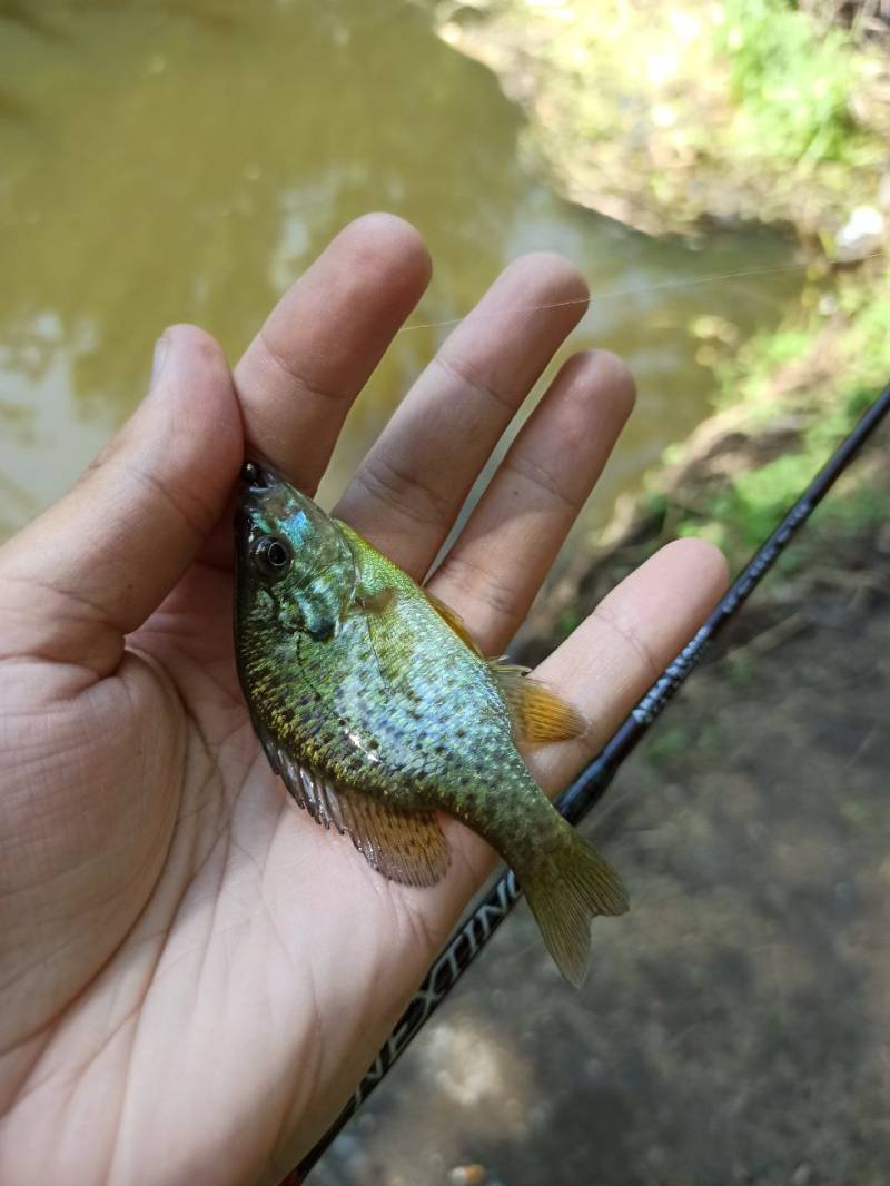 Фотозвіт риболовлі - Васильків