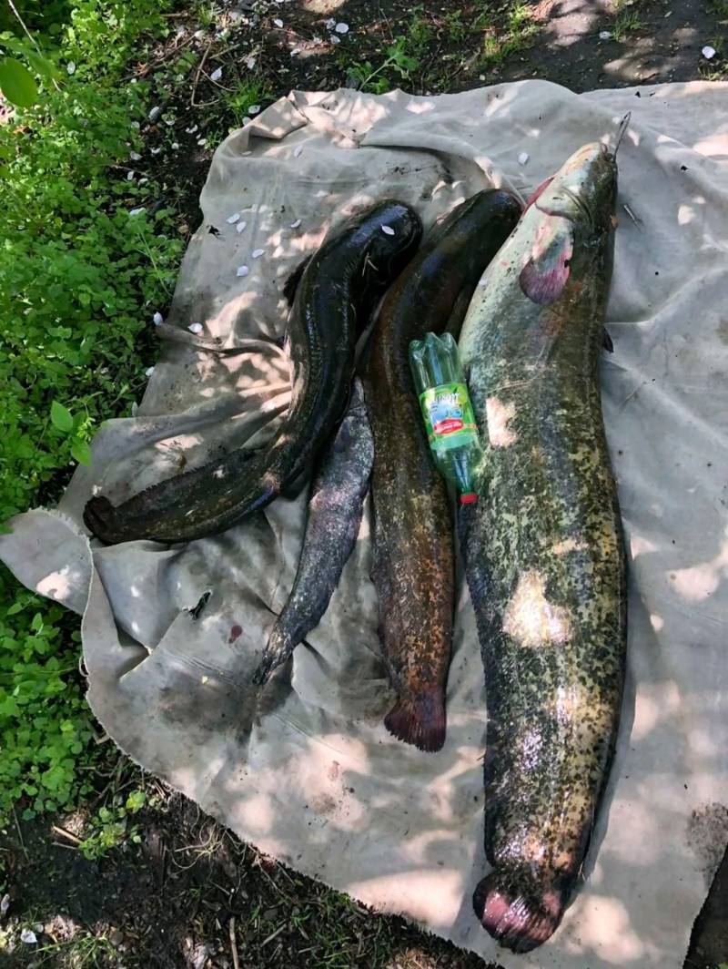 Риболовний звіт по рибі: Звичайний сом