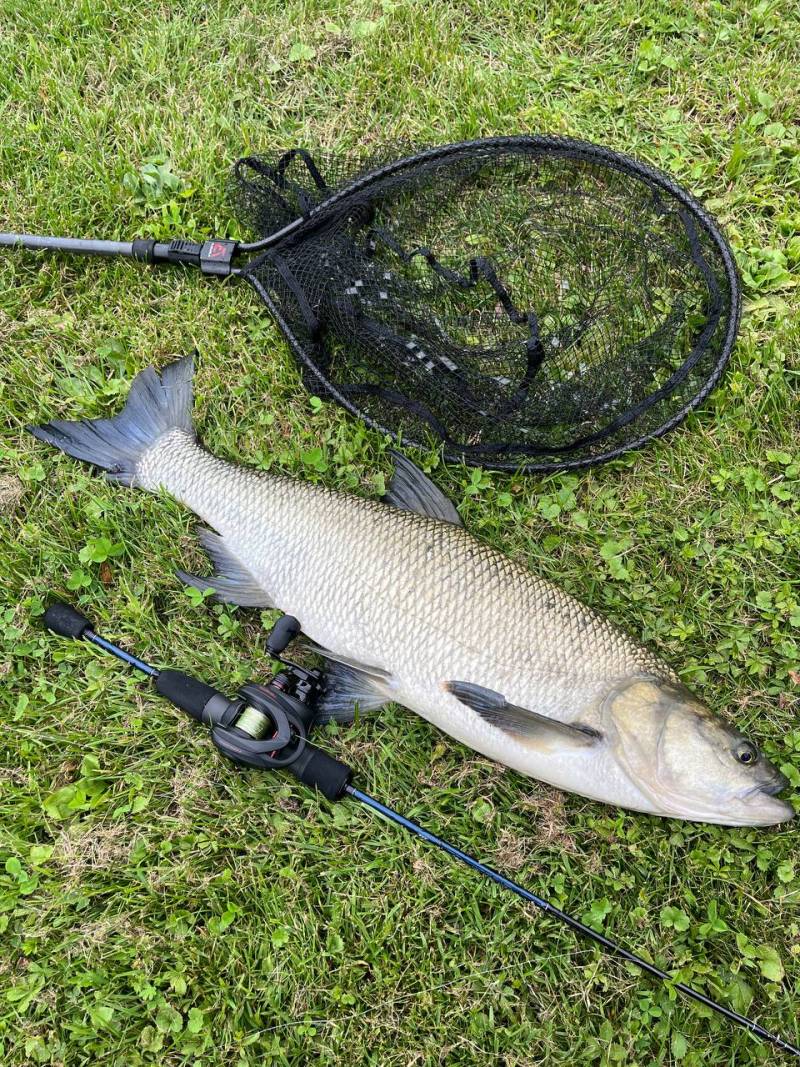 Риболовний звіт по рибі: Жерех