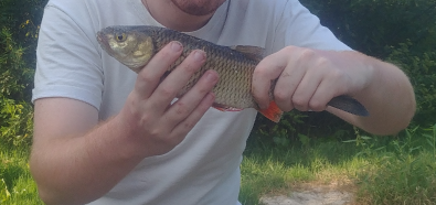 Риболовний звіт по рибі: Клень (Головень)