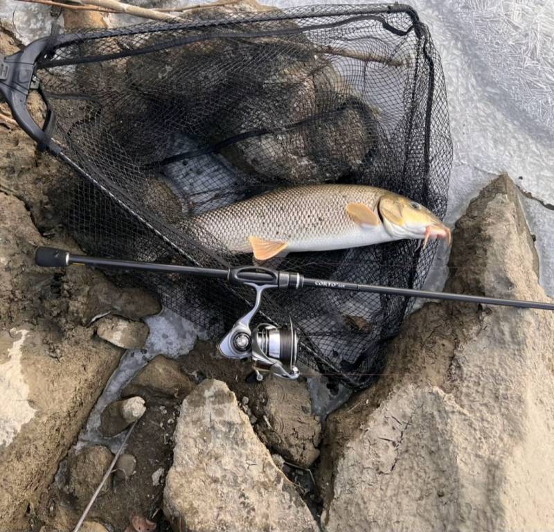 Риболовний звіт по рибі: Вусань звичайний