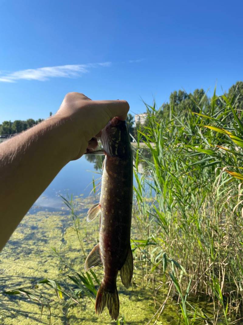 Риболовний звіт по рибі: Щука