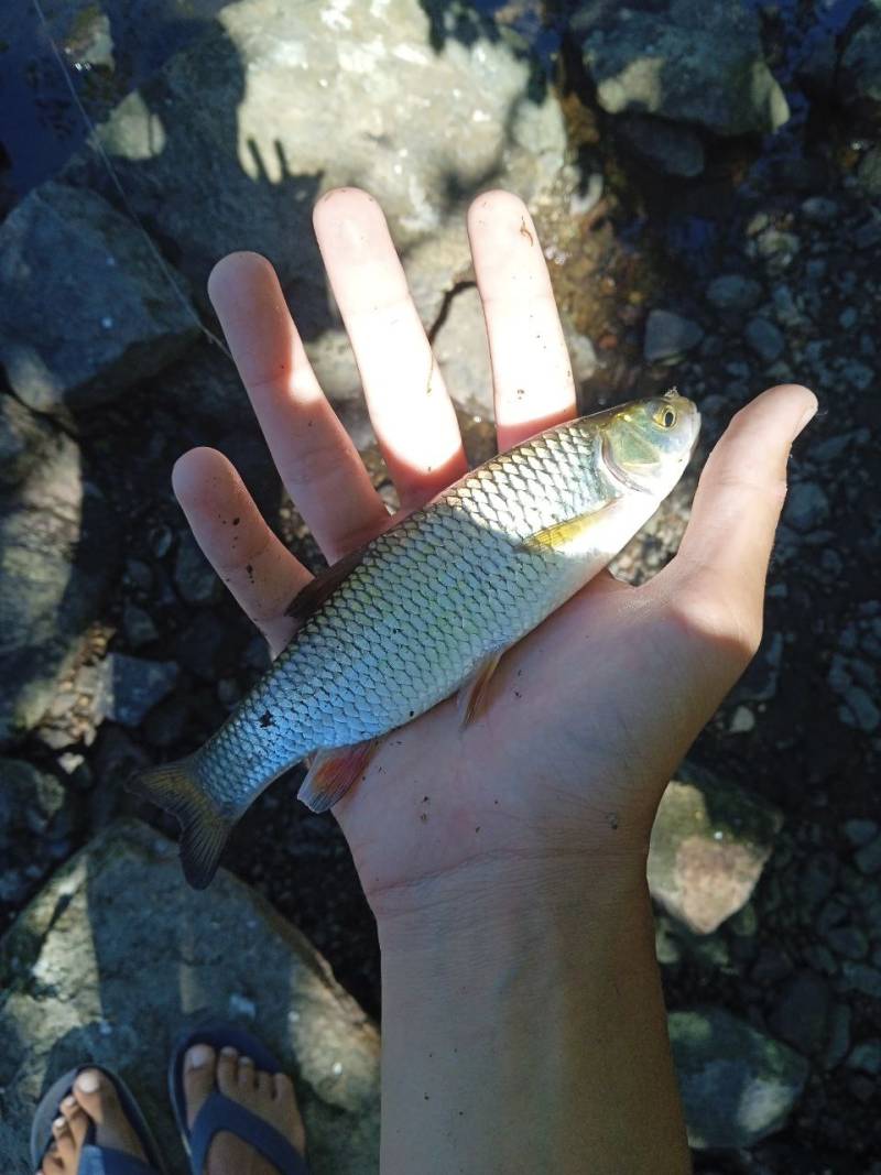 Риболовний звіт по рибі: Клень (Головень)