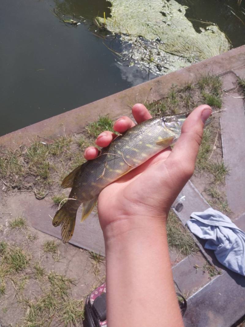 Фотозвіт риболовлі - Збараж
