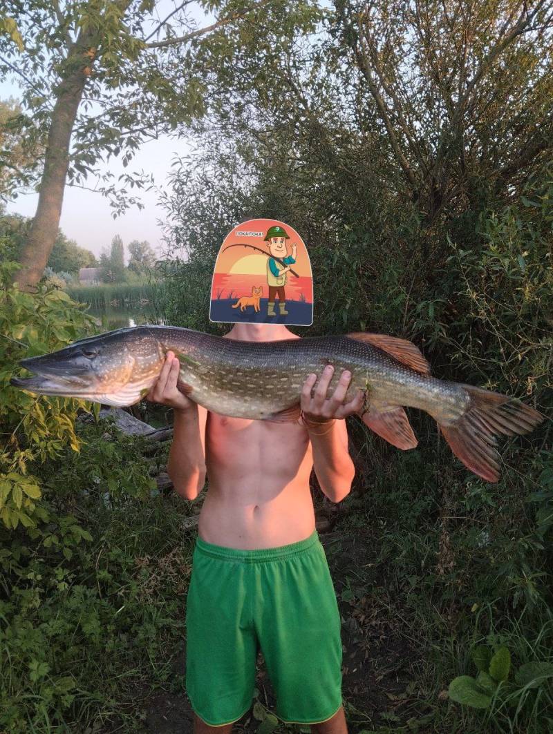 Риболовний звіт по рибі: Щука